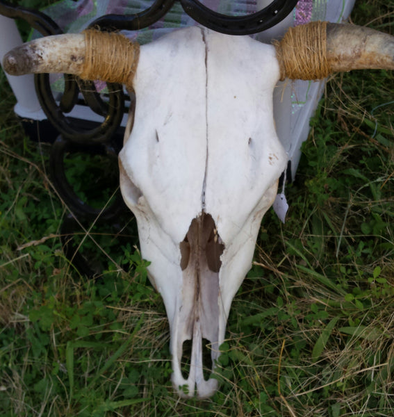 Authentic Cow Skull With Horns
